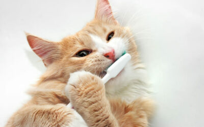 Zähneputzen bei Katzen?