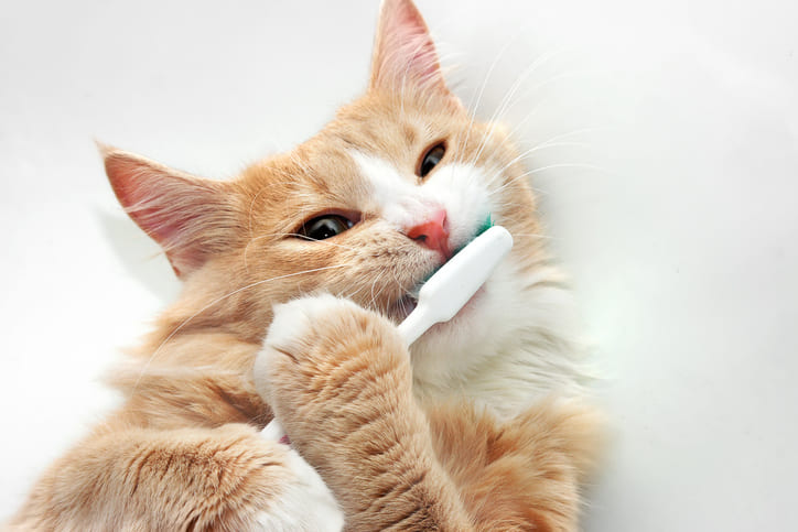 Zähneputzen bei Katzen?