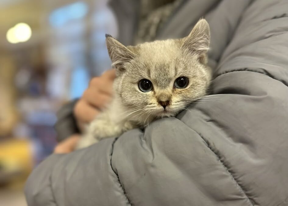 FORL- Zahnschmerzen bei Katzen