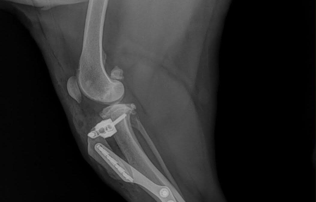 Kreuzbandriss beim Hund: TPLO & TTA einfach erklärt